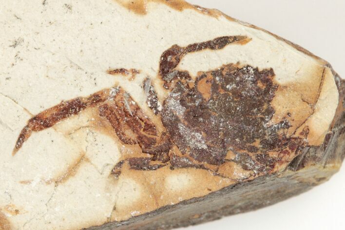 Partial, Miocene Pea Crab (Pinnixa) Fossil - California #205080